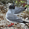 Swallow-tailed Gull